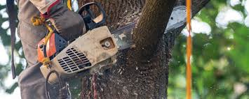 Best Tree Removal Service  in Indiantown, FL