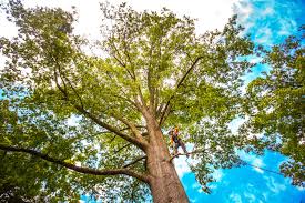 Best Tree Maintenance Programs  in Indiantown, FL