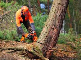 Leaf Removal in Indiantown, FL